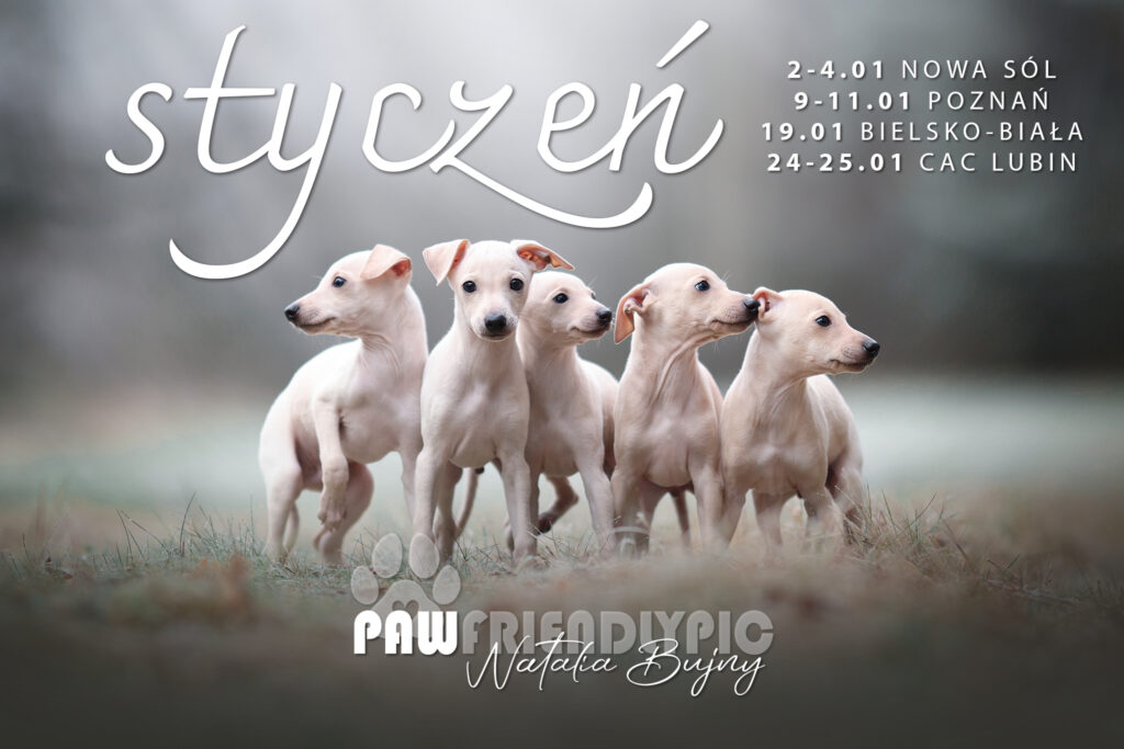 styczeń_pawfriendlypic